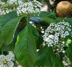 美脈花楸 美脈花楸