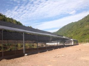 景東亞熱帶植物園 景東亞熱帶植物園