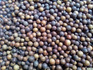 南天竹子 南天竹子