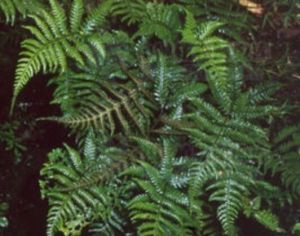 白沙雙蓋蕨 白沙雙蓋蕨