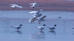 （圖）國際生物多樣性日