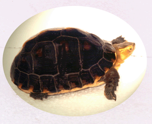 （圖）黃緣盒龜