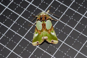 夕狼夜蛾 夕狼夜蛾