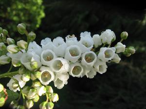 黑藤山柳 黑藤山柳