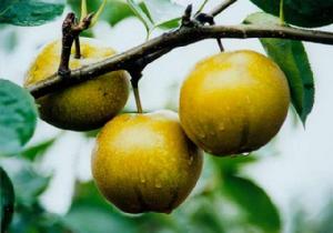 莊行蜜梨 莊行蜜梨