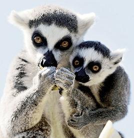 昂達西貝國家森林保護區 昂達西貝國家森林保護區