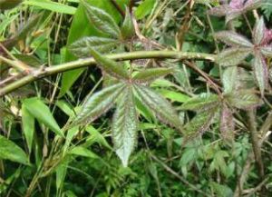 紅毛五加 紅毛五加