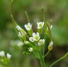 深山南芥 深山南芥