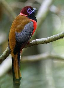 紫頂咬鵑 紫頂咬鵑