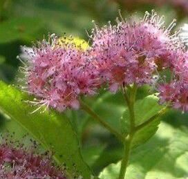 雲南乳突繡線菊