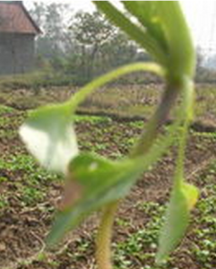 雙子葉作物 雙子葉作物