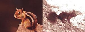 Kaibab松鼠(左)與Abert松鼠