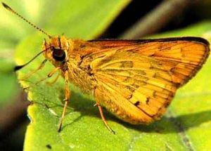 孔子黃室弄蝶 孔子黃室弄蝶