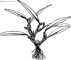 牛角蘭屬 牛角蘭屬