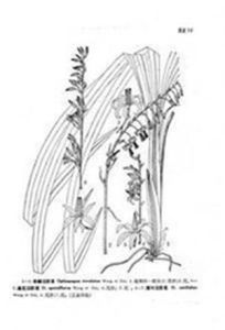 厚葉沿階草 厚葉沿階草