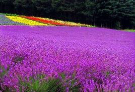 薰衣草季節 薰衣草季節