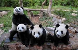 廣州香江野生動物世界