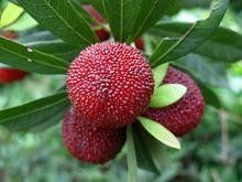 大烏楊梅 大烏楊梅