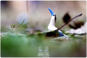 拾貝潛鴨 拾貝潛鴨