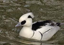 斑頭秋沙鴨 斑頭秋沙鴨