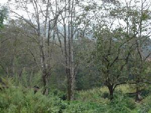 小密扣村特色產業－核桃