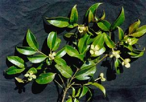 秀麗四照花 秀麗四照花