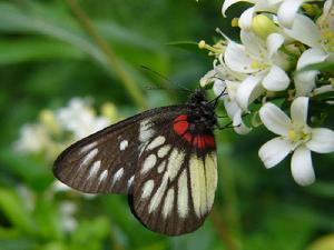 報喜斑粉蝶 報喜斑粉蝶