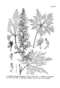 展毛擬缺刻烏頭 展毛擬缺刻烏頭