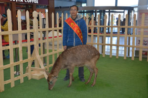 人工養殖梅花鹿