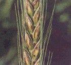小麥黑穎病 小麥黑穎病