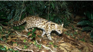 新發現的虎貓新物種