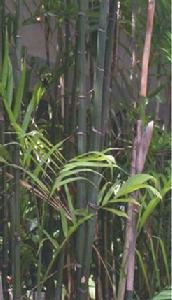 竹莖椰子