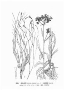 剛毛山柳菊 剛毛山柳菊