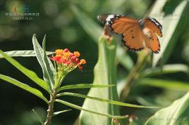 馬利筋屬 馬利筋屬