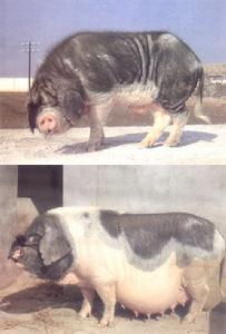 皖浙花豬 皖浙花豬