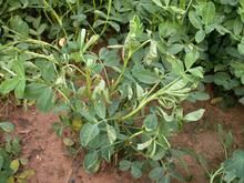 花生瘡痂病 花生瘡痂病