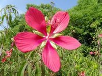 紅秋菊