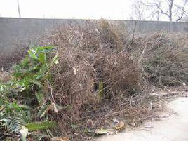 植物垃圾 植物垃圾