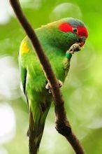 雙眼無花果鸚鵡