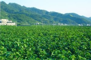 豐田2號 豐田2號