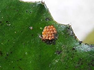 菱角螢葉甲卵狀圖(圖4)