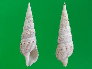 項鍊卷管螺 項鍊卷管螺