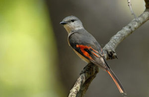 粉紅山椒鳥 粉紅山椒鳥