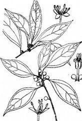 南亞新木姜 南亞新木姜