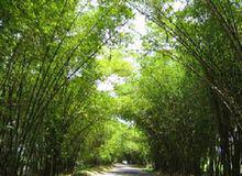 牙買加竹林大街