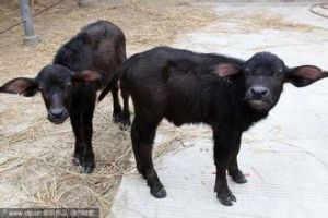 轉基因克隆水牛 轉基因克隆水牛