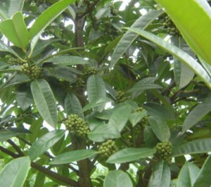 刺葉冬青 刺葉冬青