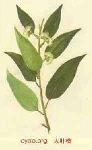 大葉桉葉 大葉桉葉