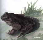 普雄齒蟾 普雄齒蟾