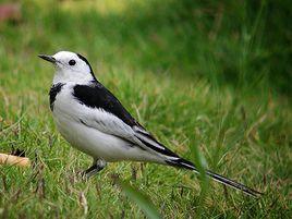 鶺鴒[鶺鴒屬鳥類]